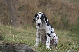 DOGUE ALLEMAND 937